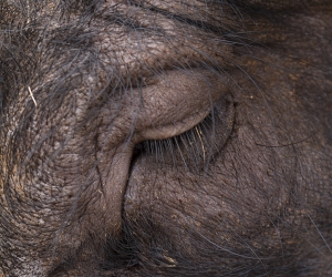 Ruth Montiel Arias, Sonidos para una utopía, 2015. Fotografía sobre papel Hahnemühle, 160 x 108 cm © Ruth Montiel Arias